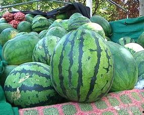 每天看娱乐吃瓜会怎么样,生活百态尽收眼底