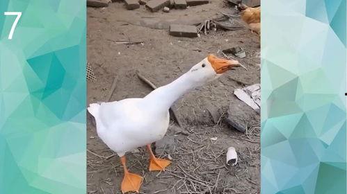 搞笑的鹅,鹅界喜剧之王，笑料横飞！