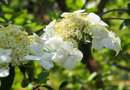 琼花的资料,千年古树，见证历史变迁的传奇之花